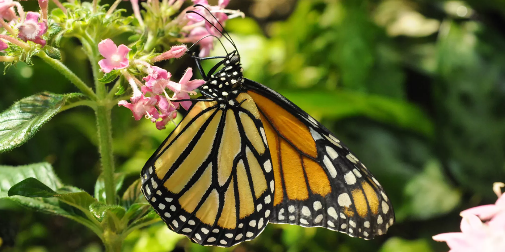 A close-up of a Monarch butterfly pollinating a flower.
