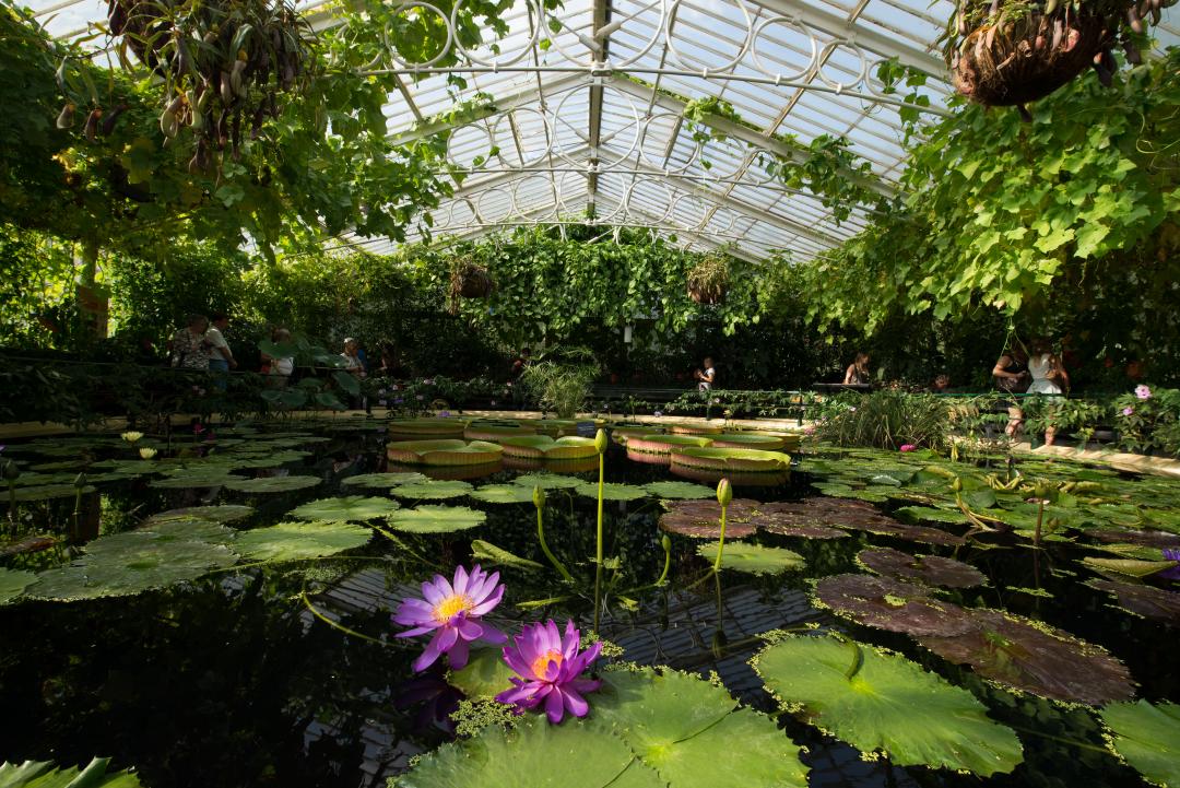A lush greenhouse with a pond full of water lilies and flowers.