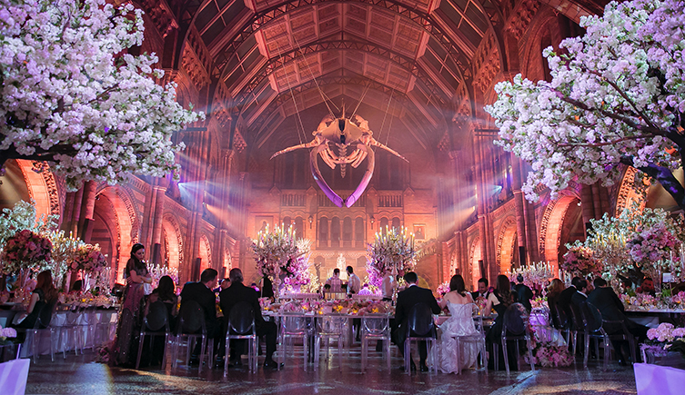 A wedding reception in the Natural History Museum with decorative cherry trees and pink lighting.