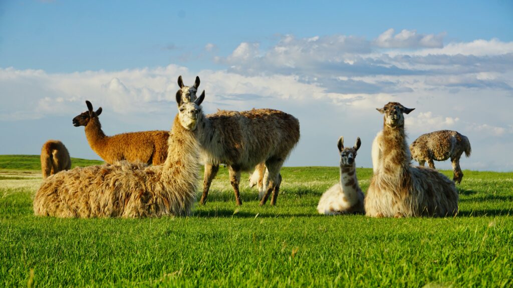 alpacas sitting on grass