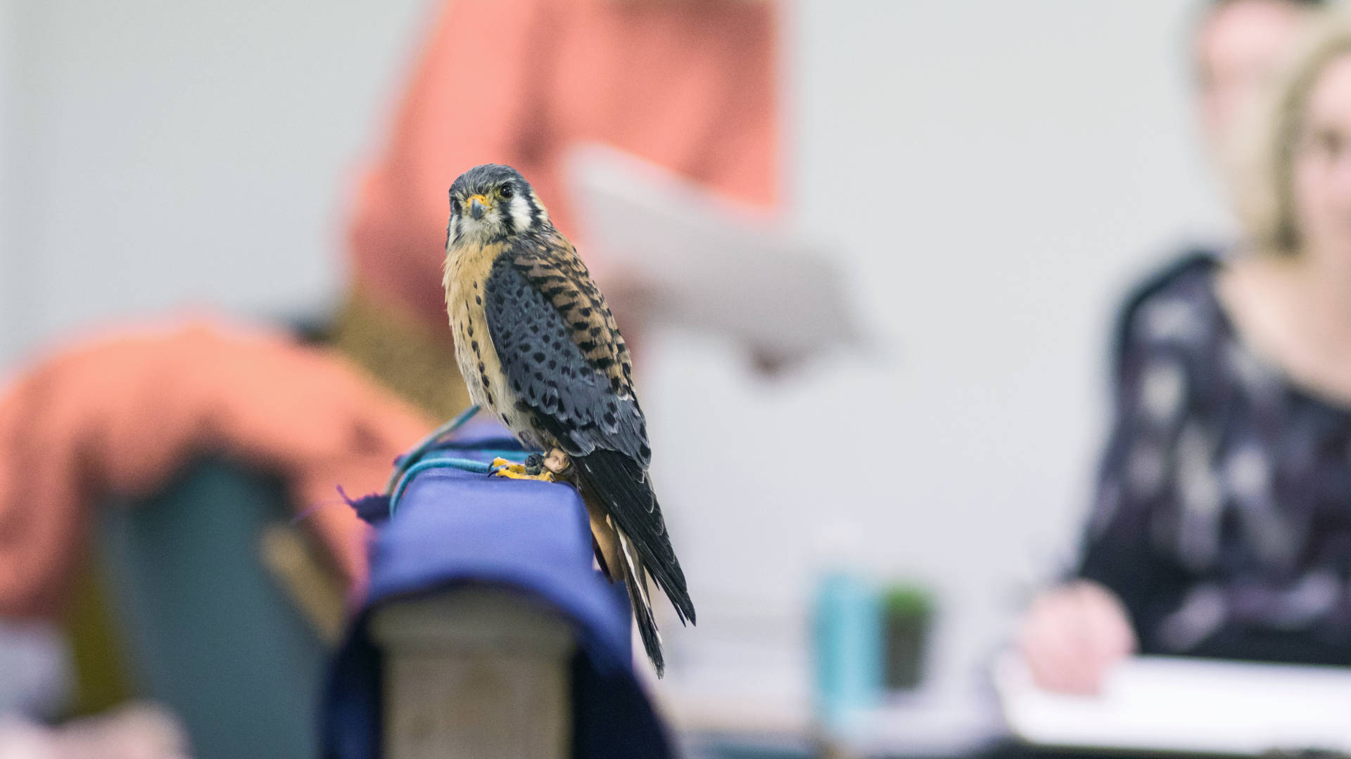 A living bird used as a model for a wildlife drawing class.