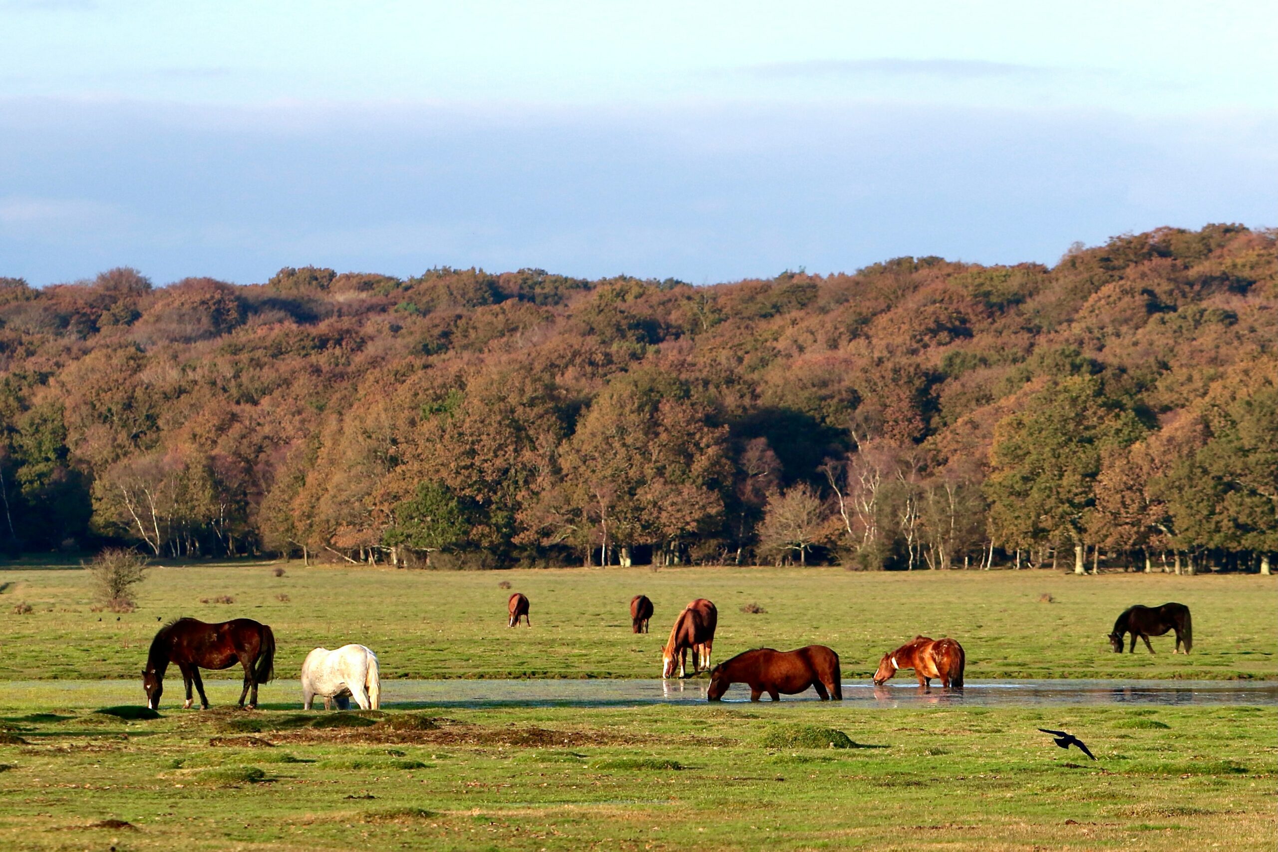 the new forest uk travel moorland horses