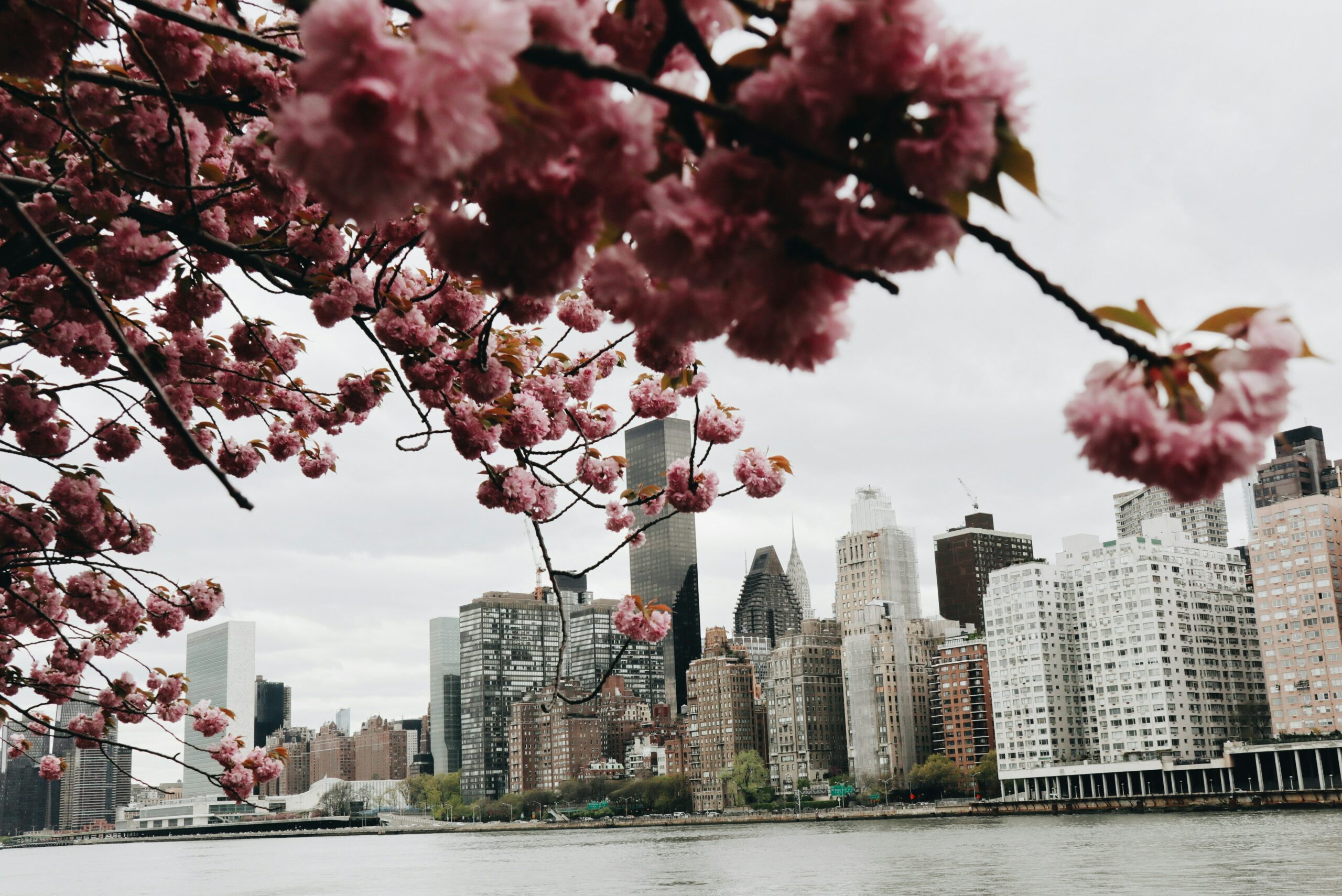 nyc cherry blossom